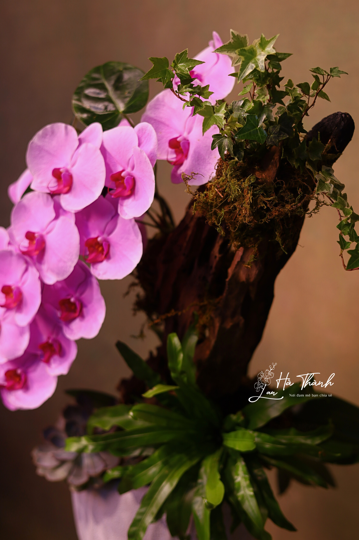 Chậu Lan Hồ Điệp Màu Hồng Cao Cấp Đà Lạt – Vẻ Đẹp Tinh Tế Từ Lan Hà Thành